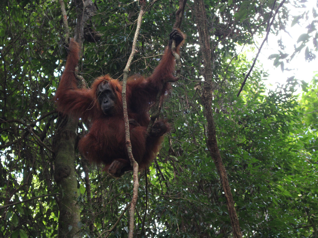 Into The Wild Bukit Lawang - Day Tours-武吉拉旺必去景点