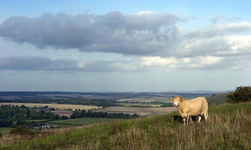 Cranborne Chase Area of Outstanding Natural Beauty景点图片