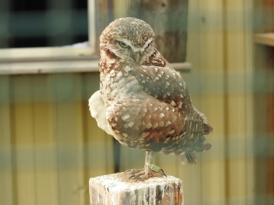 Saskatchewan Burrowing Owl Interpretive Centre景点图片