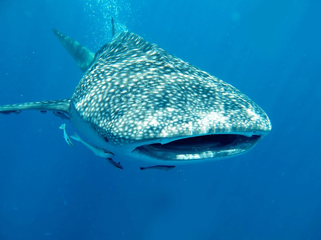 OK Club Diving Center-兰塔岛必去景点