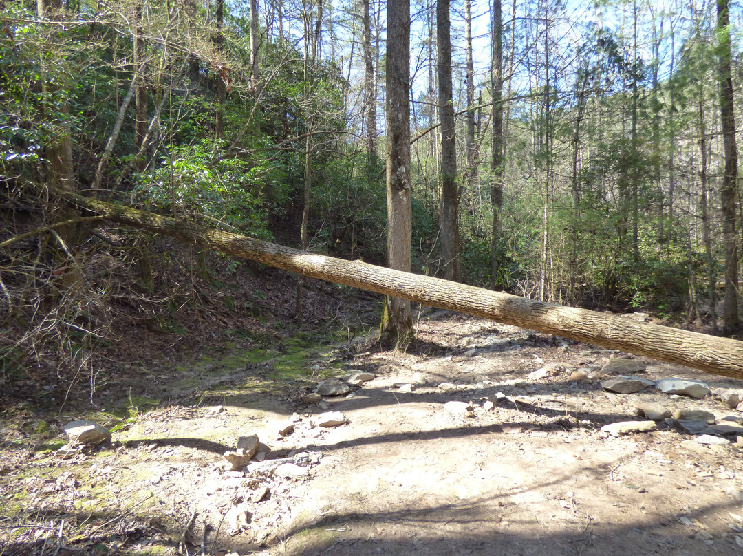 Reedy Branch Falls景点图片