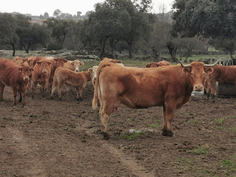 El Canto del Peso-Galapagar必去景点