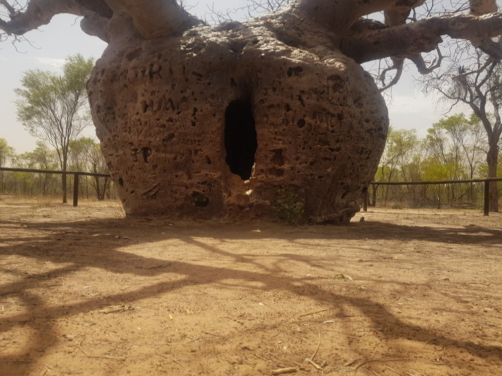 Boab Prison Tree景点图片