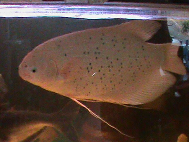 Fish Story Aquarium and Rescue