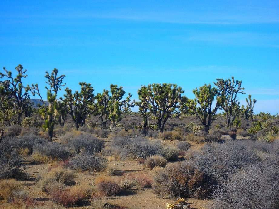 Wee Thump Joshua Tree Wilderness景点图片