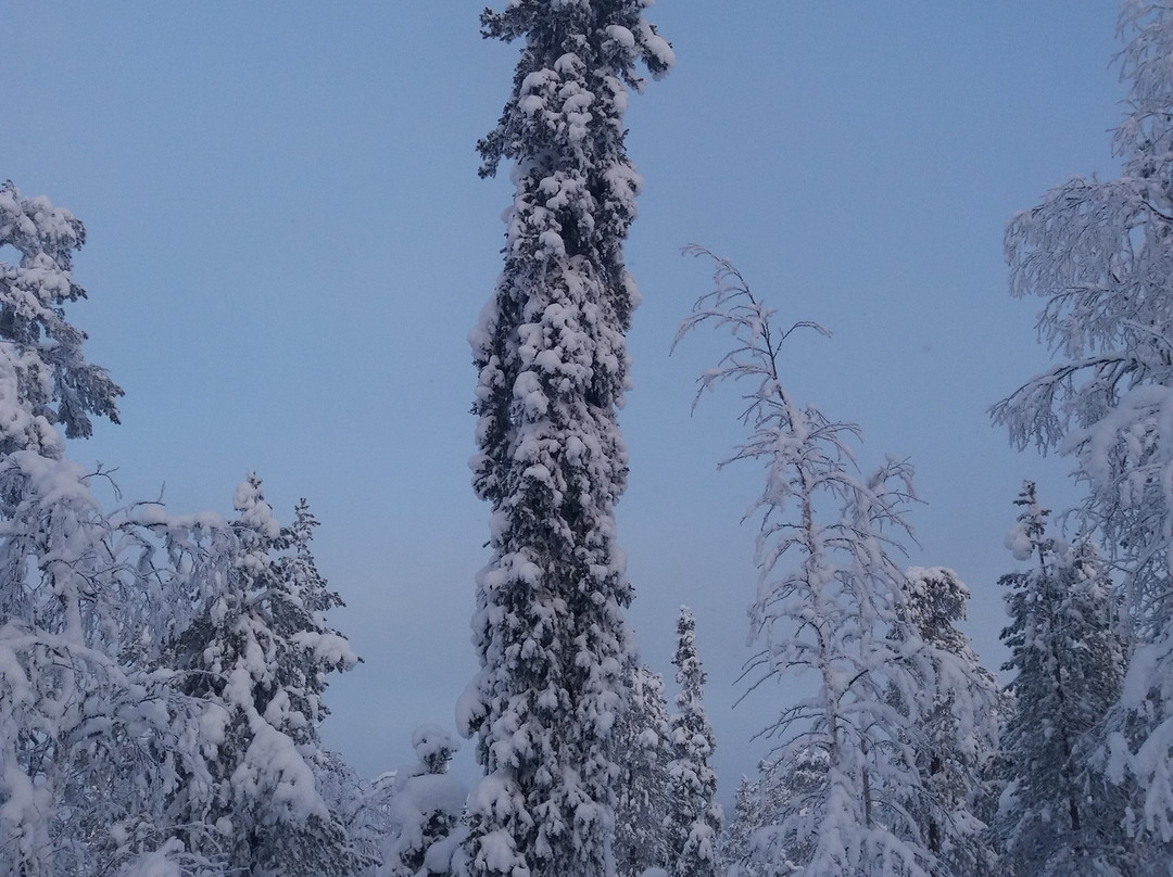 Salla Ski & Active-Salla必去景点