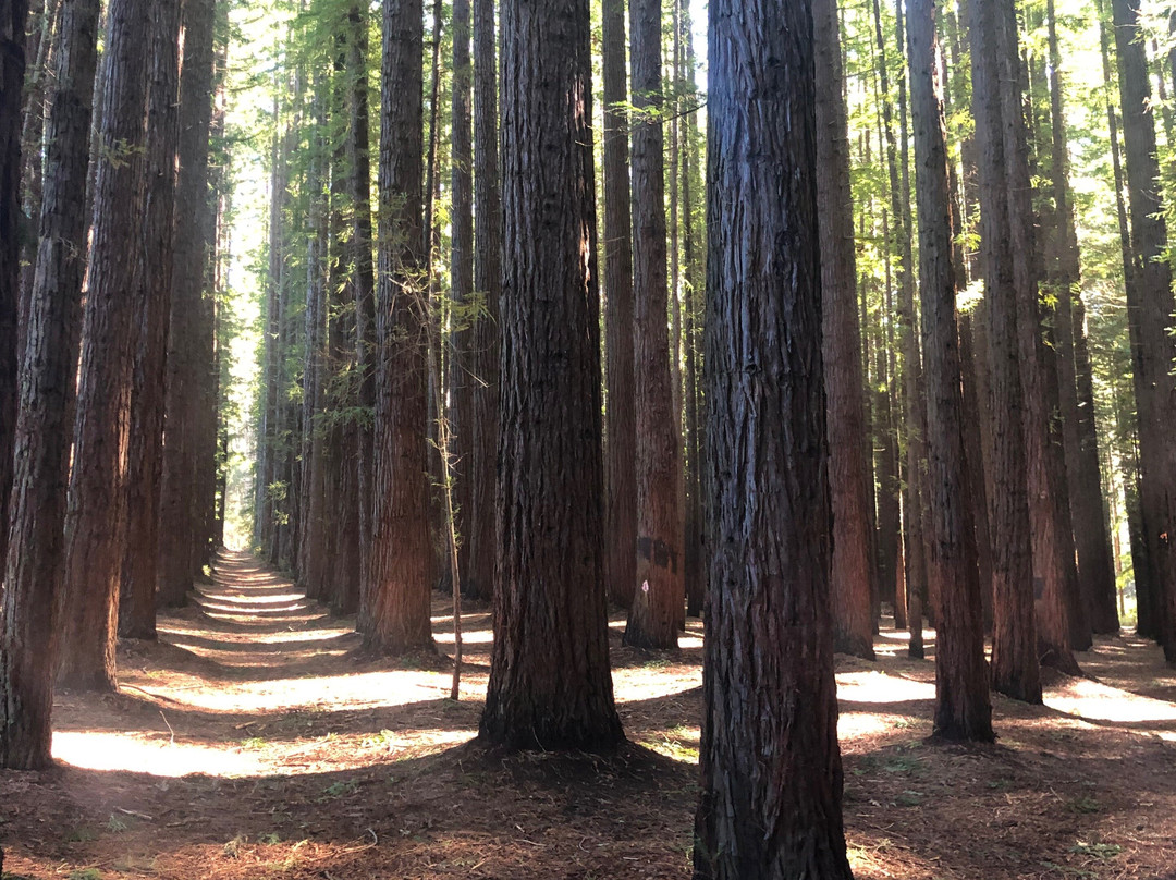 Warburton Adventure Company-华伯登必去景点
