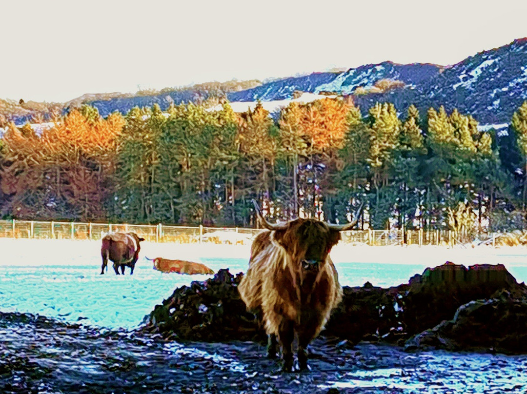 Beecraigs Country Park景点图片