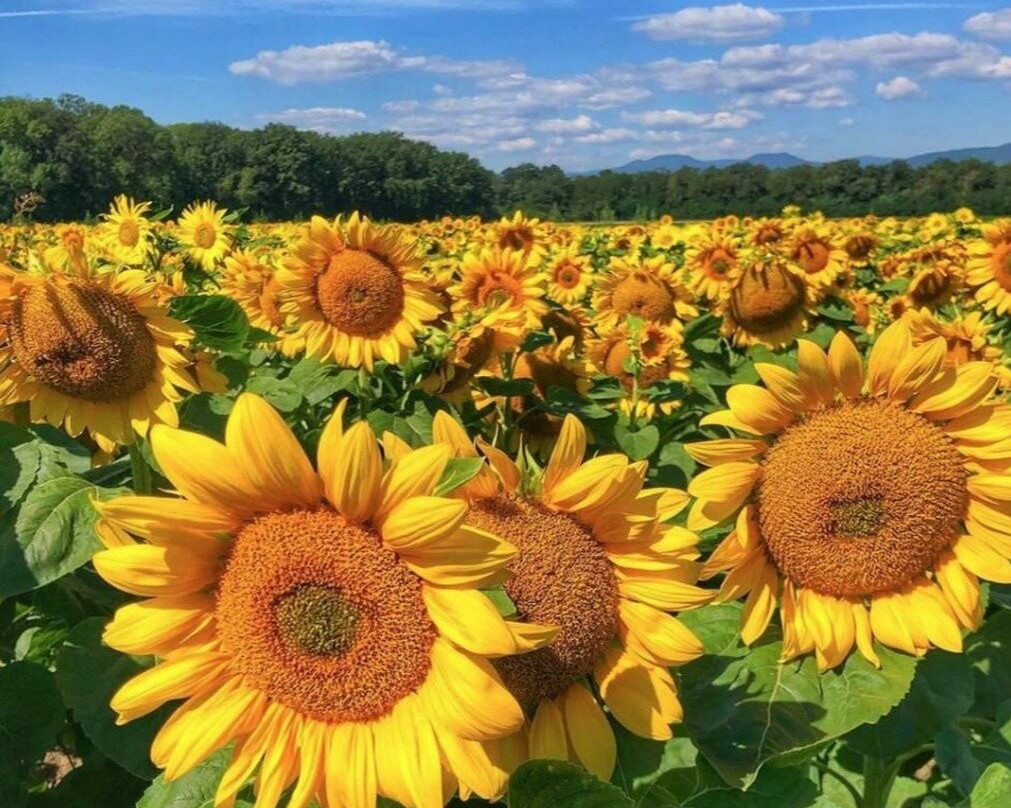 WineWeinVinoVin-巴塞尔必去景点