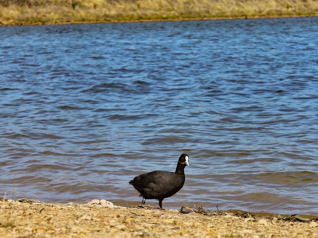 Crusoe Reservoir-Kangaroo Flat必去景点