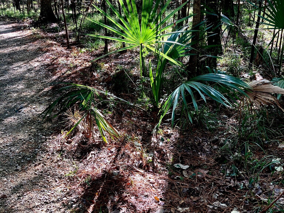 Tickfaw State Park-Springfield必去景点