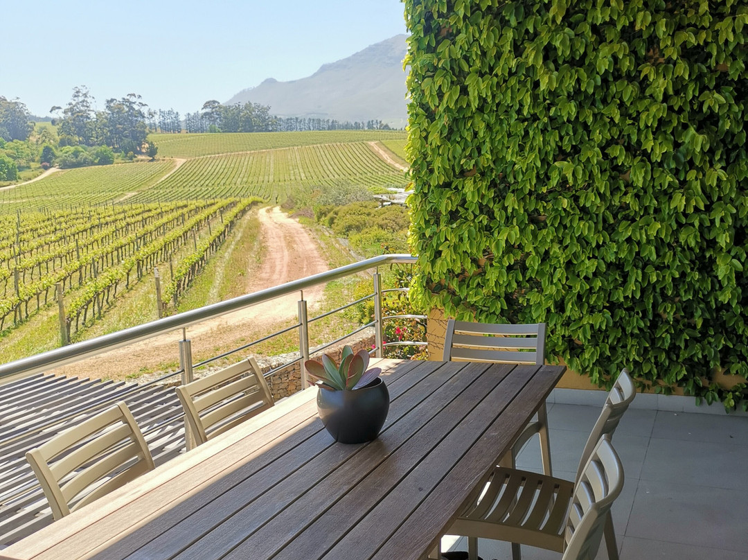 Winelands Art: Sips & Sights Day Tours-斯泰伦博斯必去景点