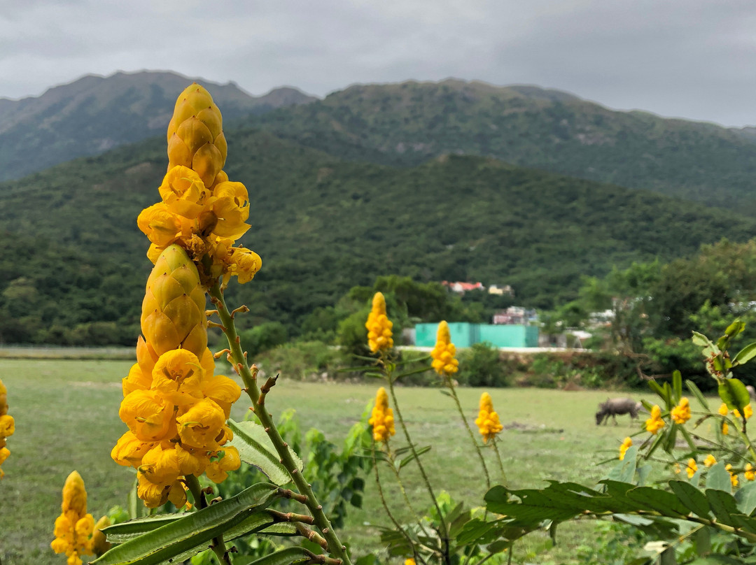 杯澳-香港必去景点