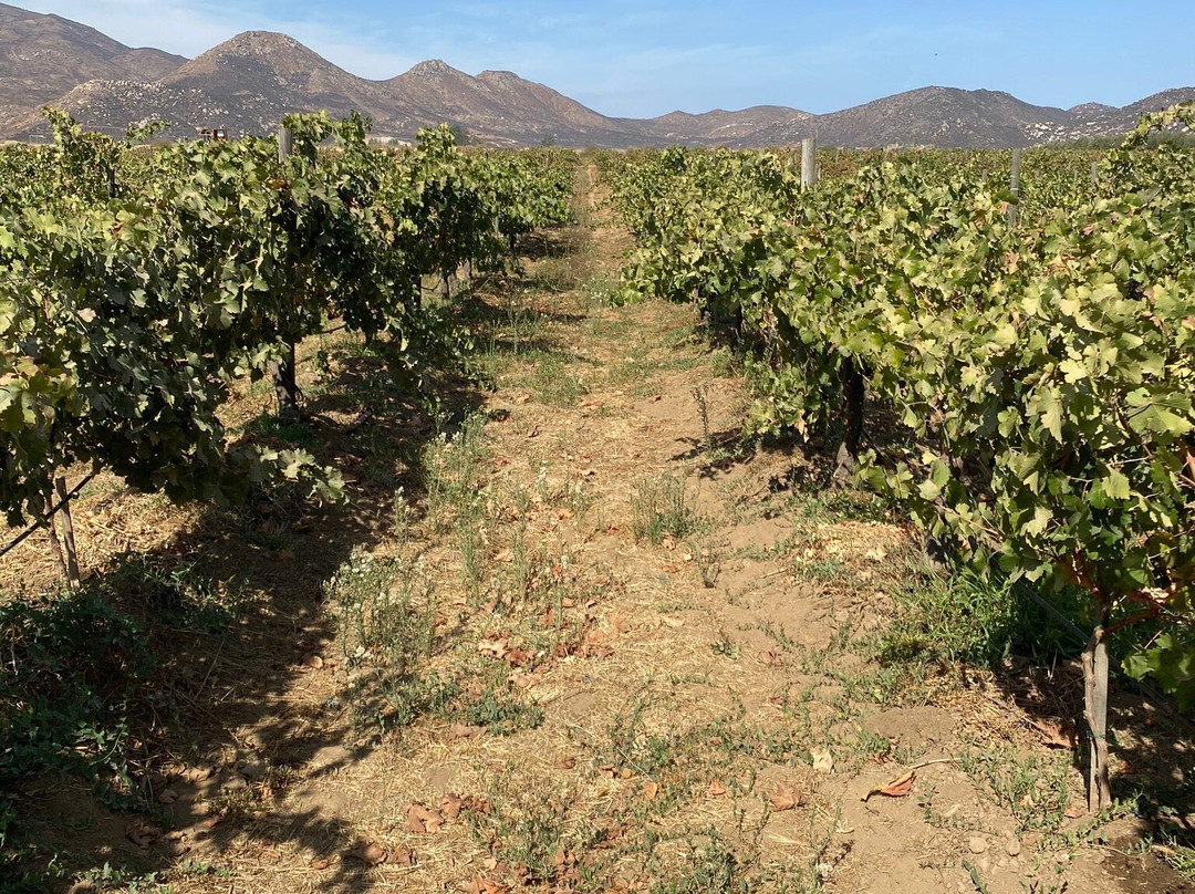 Adobe Guadalupe Vineyards & Inn Aztec Breeding Farm-Valle de Guadalupe必去景点