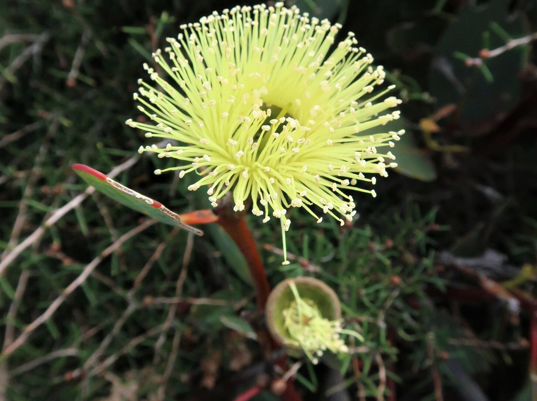 Cave Point-Hopetoun必去景点