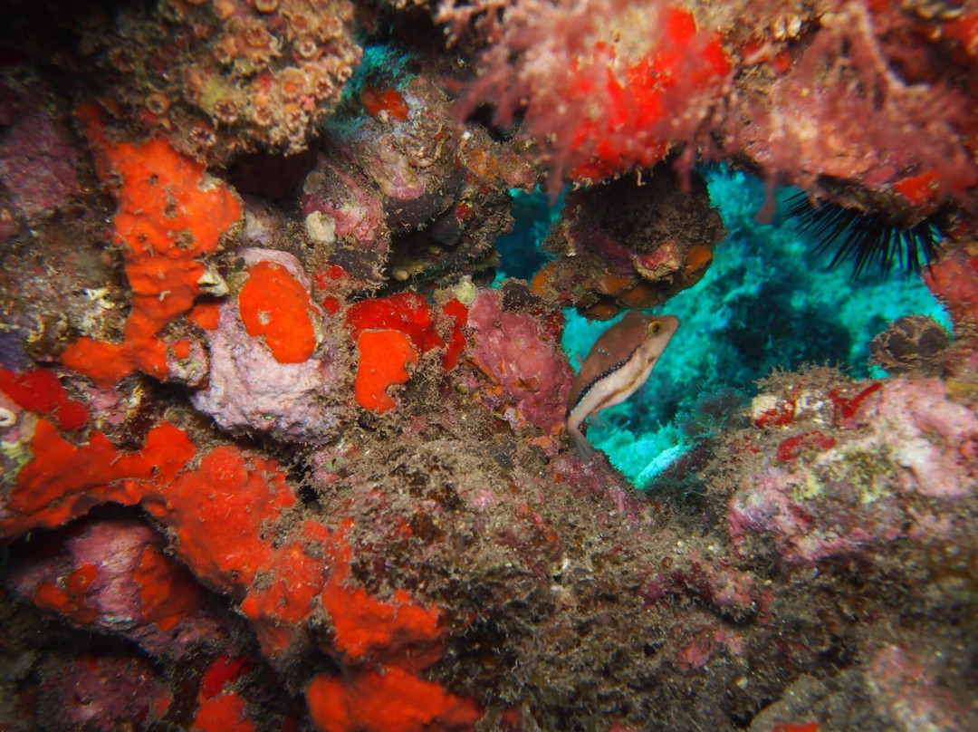 Buceo Pandora-Playa de Arinaga必去景点