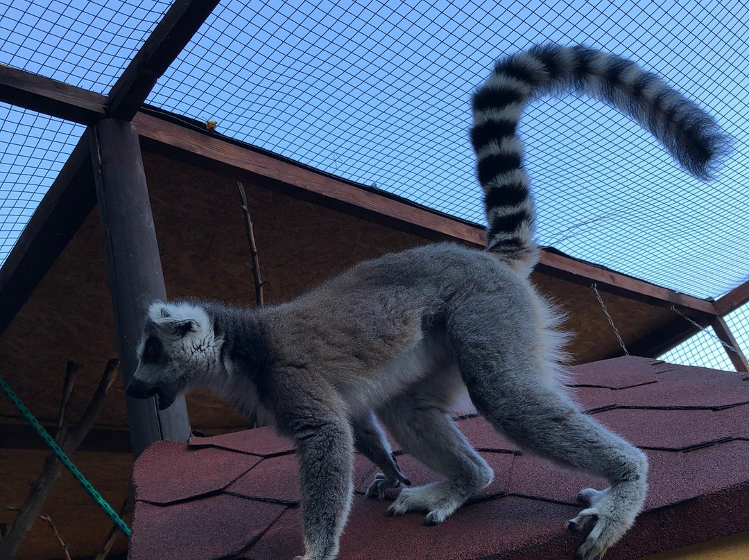 Lemur Park景点图片