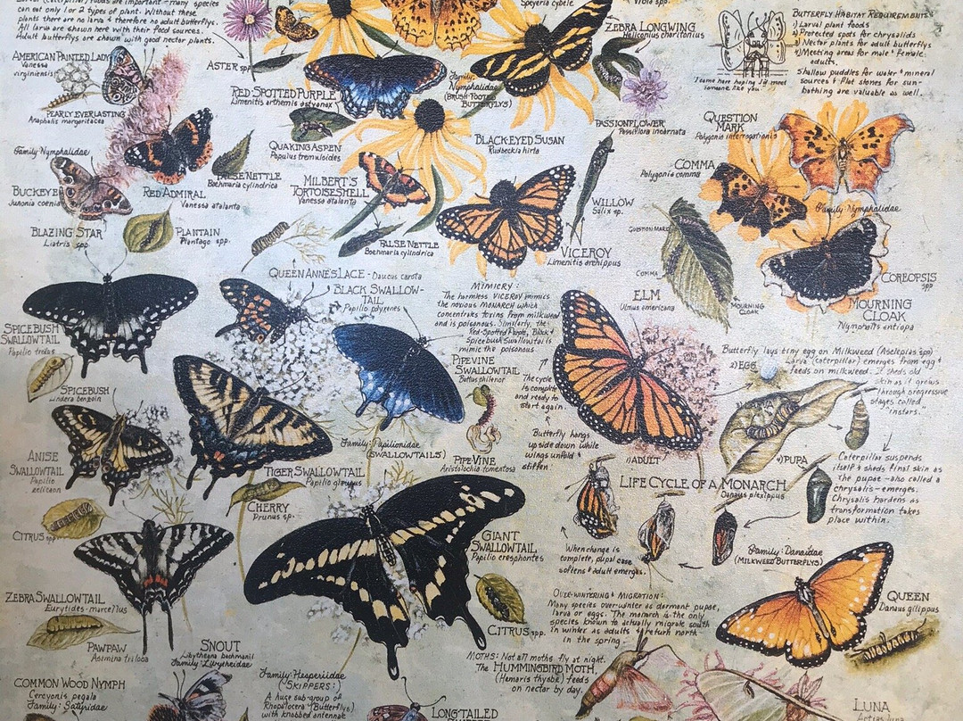 Butterfly Pavilion & Gardens at ECEC景点图片