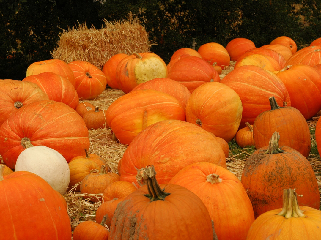 Boccali Ranch Pumpkin Patch-奥海必去景点