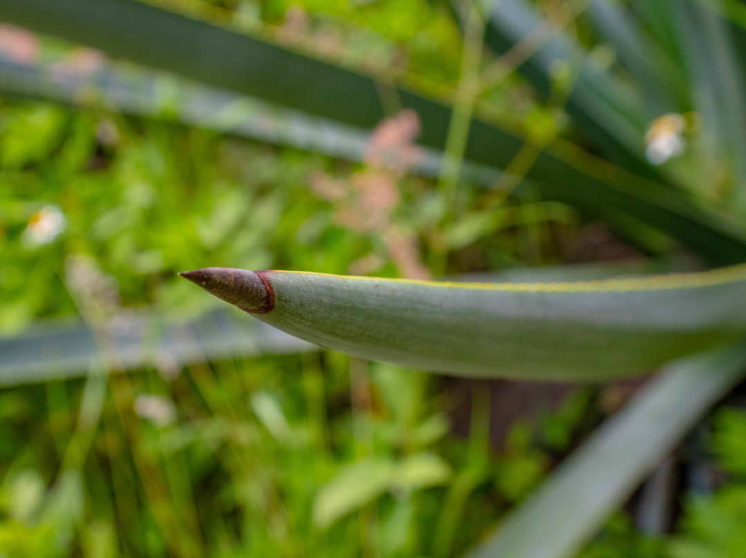 Punta Terraza-Tonala必去景点