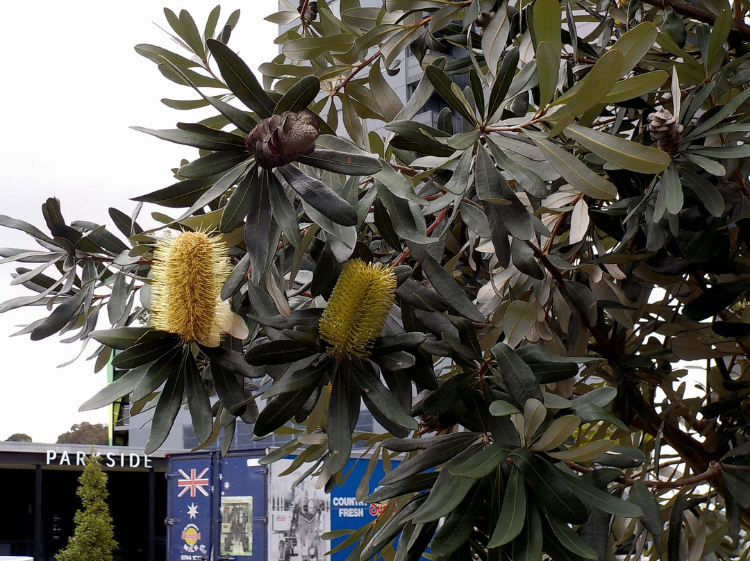 Bunjil Way Playground-墨尔本必去景点