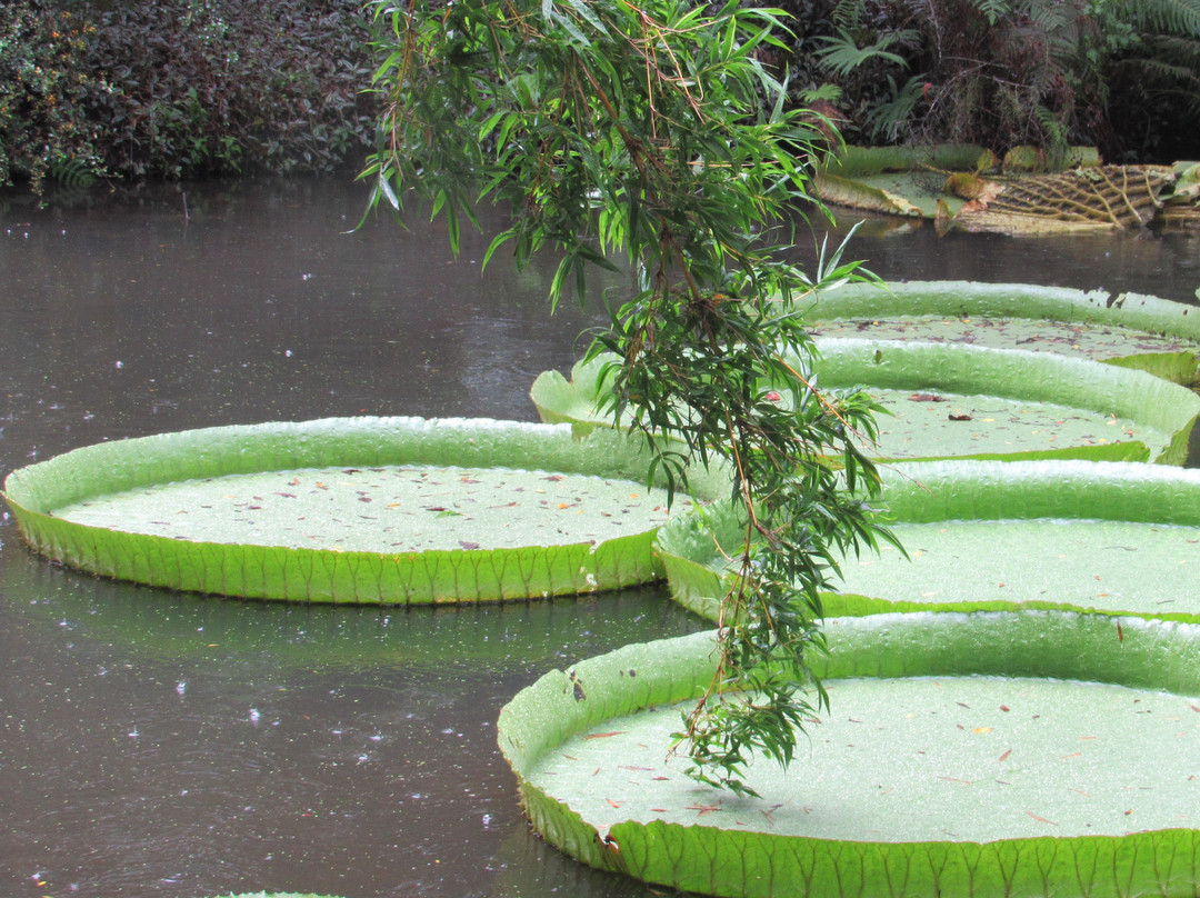 Kanapaha Botanical Gardens-盖恩斯维尔必去景点