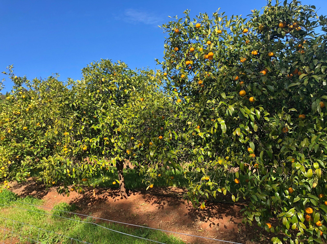 The Orchard Perth景点图片
