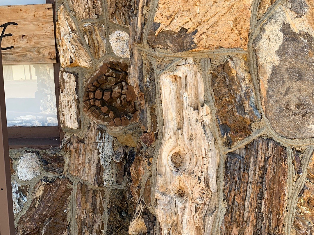 Petrified Wood Park景点图片