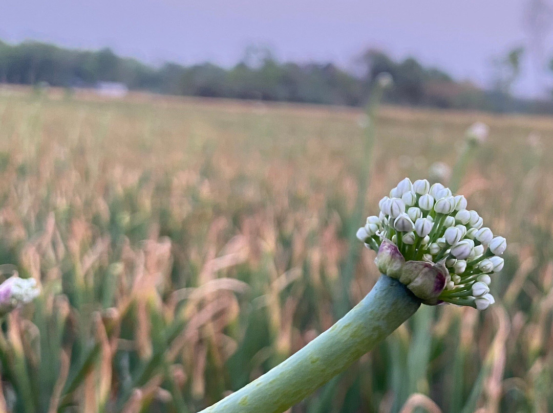 Rajbari旅游攻略图片