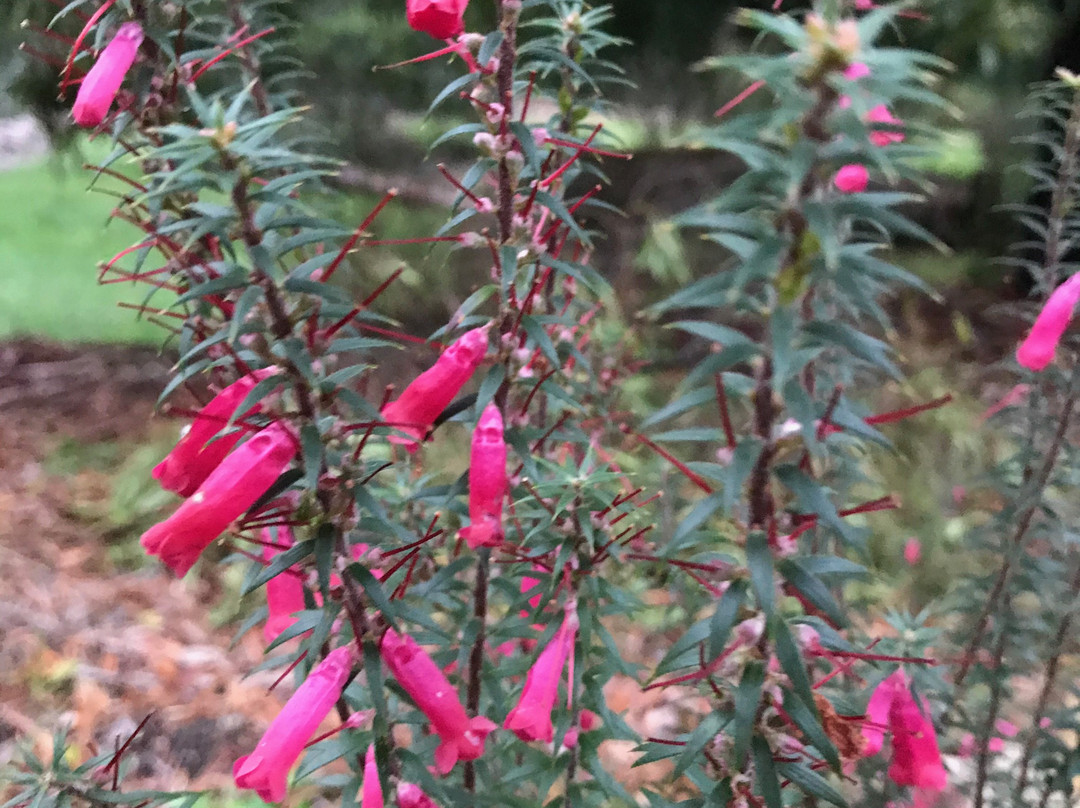 Grampians Flora Botanic Gardens-贺思盖必去景点