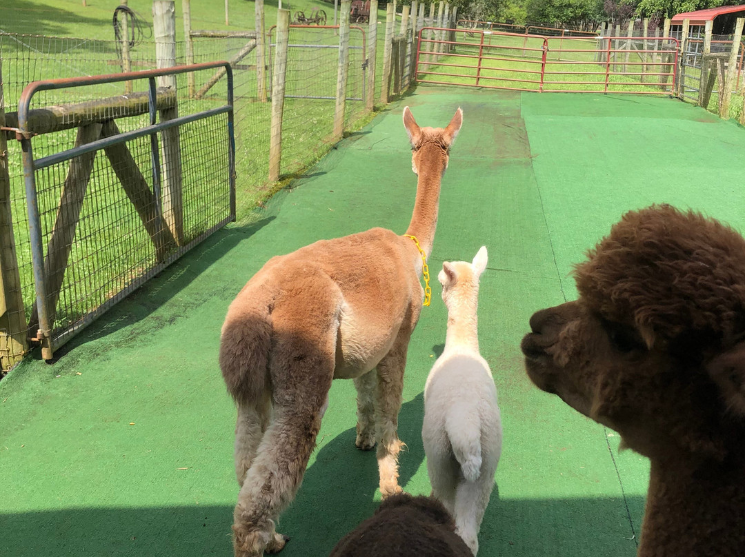 Cobb Creek Cabins主图