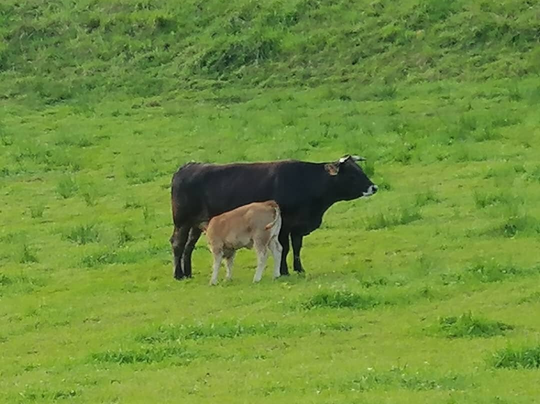 阿格罗图里斯莫马蒂奥拉酒店主图