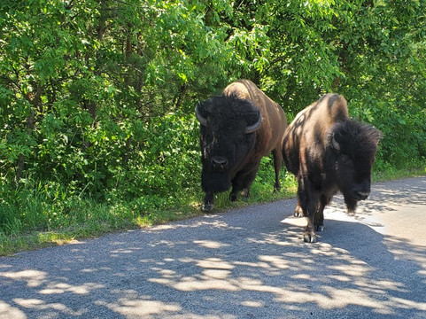 Mount Rushmore Tours-拉皮德城必去景点