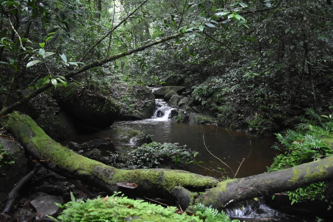 Mount Nimba Strict Nature Reserve景点图片
