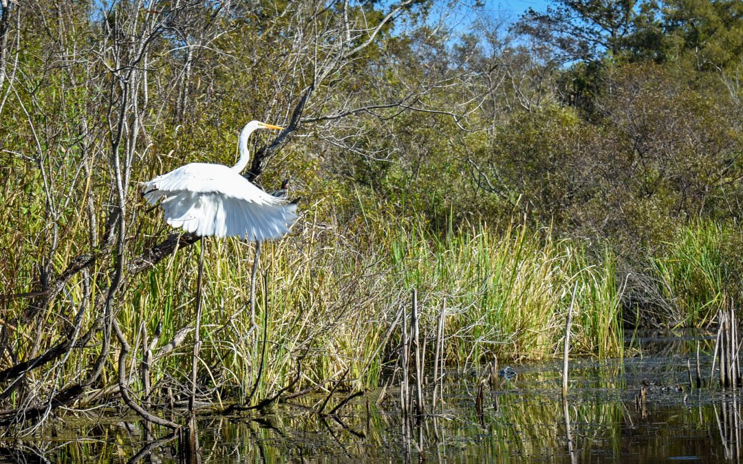 Everglades Adventures Kayak & Eco Tours景点图片