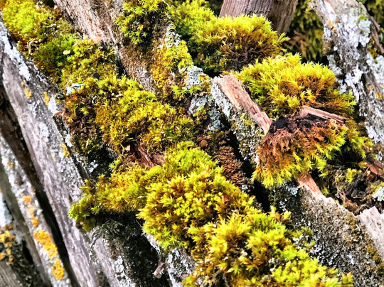 Hotel Rosslhof主图