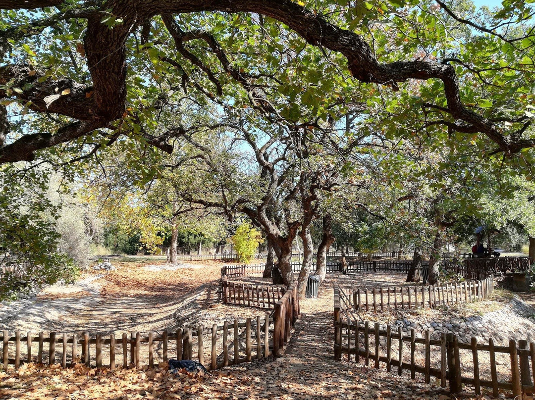 Kouri Forest景点图片