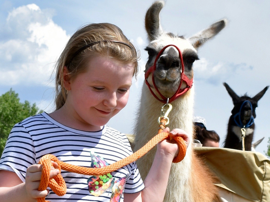 Arizona Backcountry Llamas