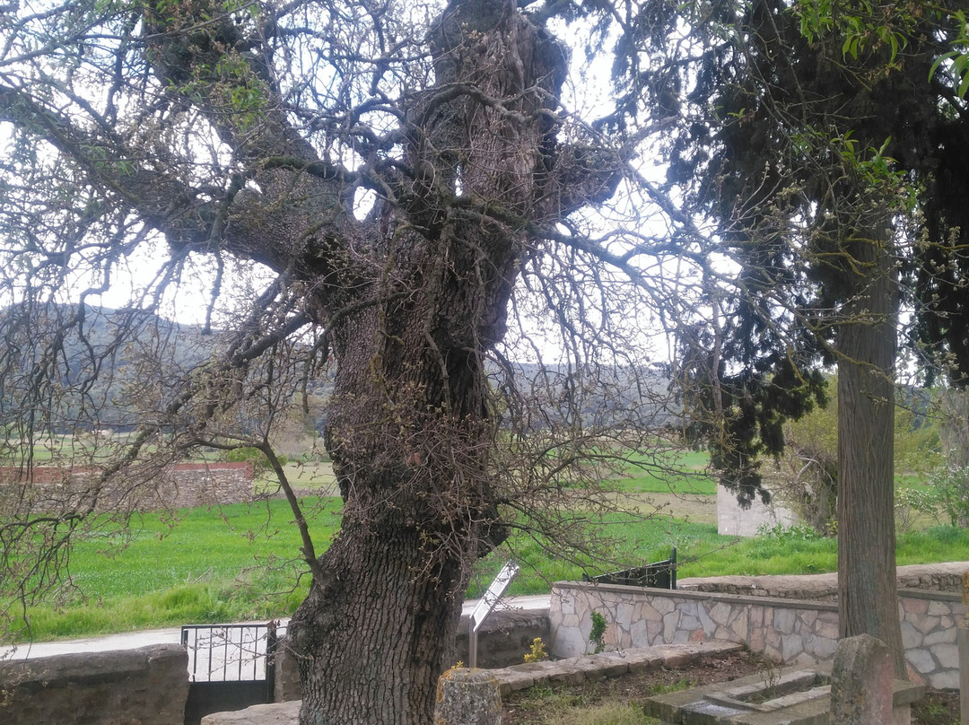 Yalova Koyu Zabitan Sehitligi-Eceabat必去景点