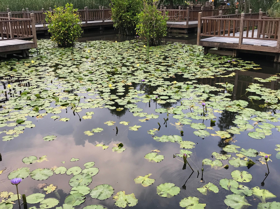 五缘湾湿地公园-厦门市必去景点