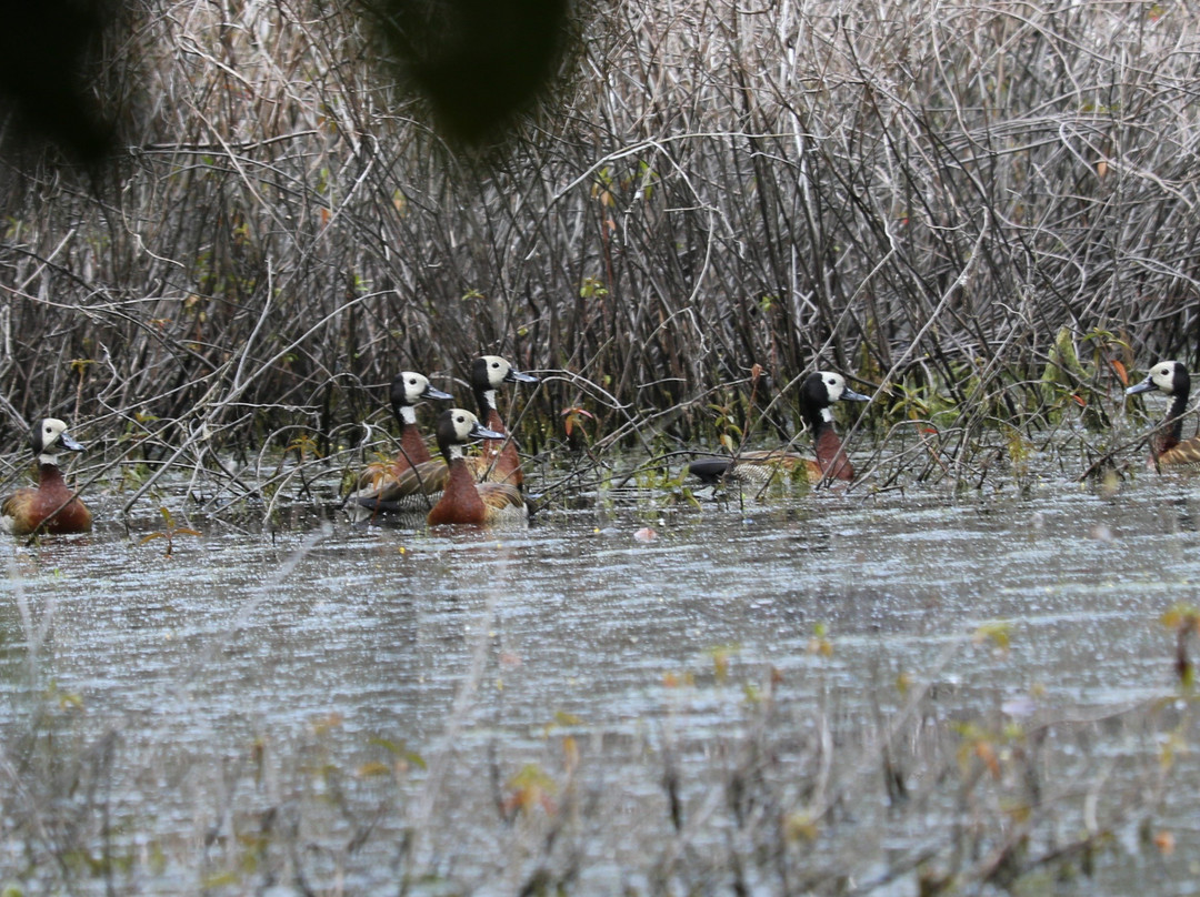 Ngezi Forest Reserve-奔巴岛必去景点