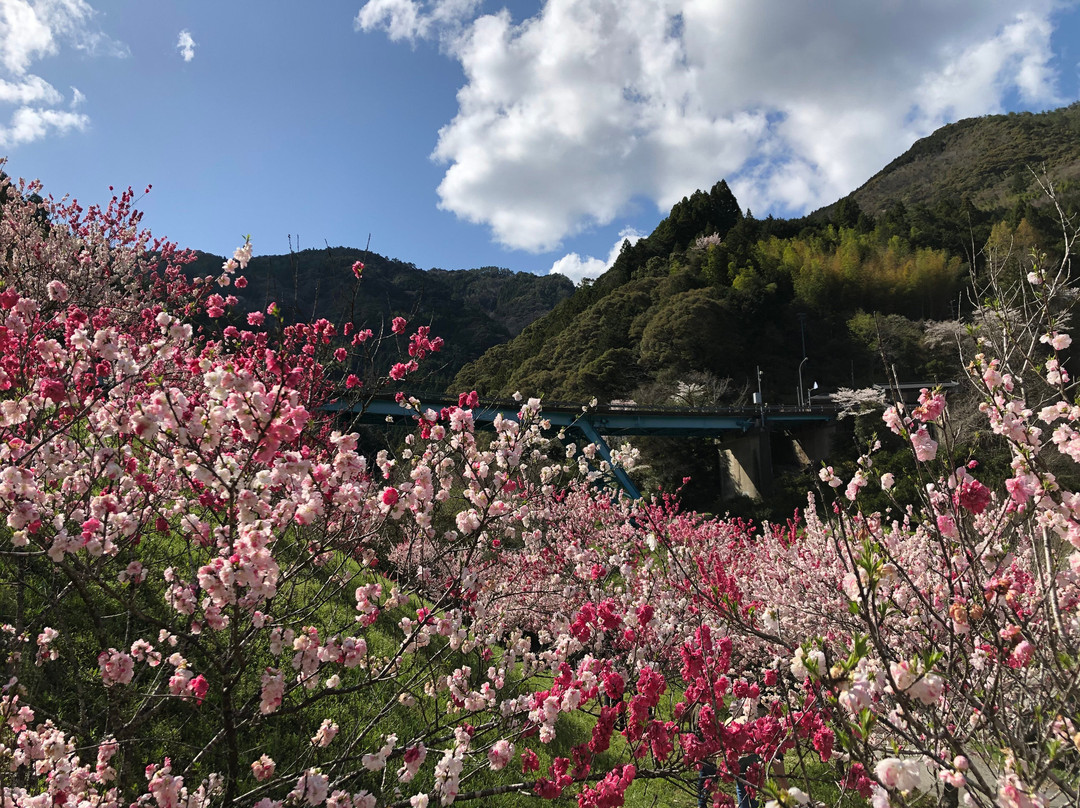 Hikichi Bridge Peach Flower Spot景点图片