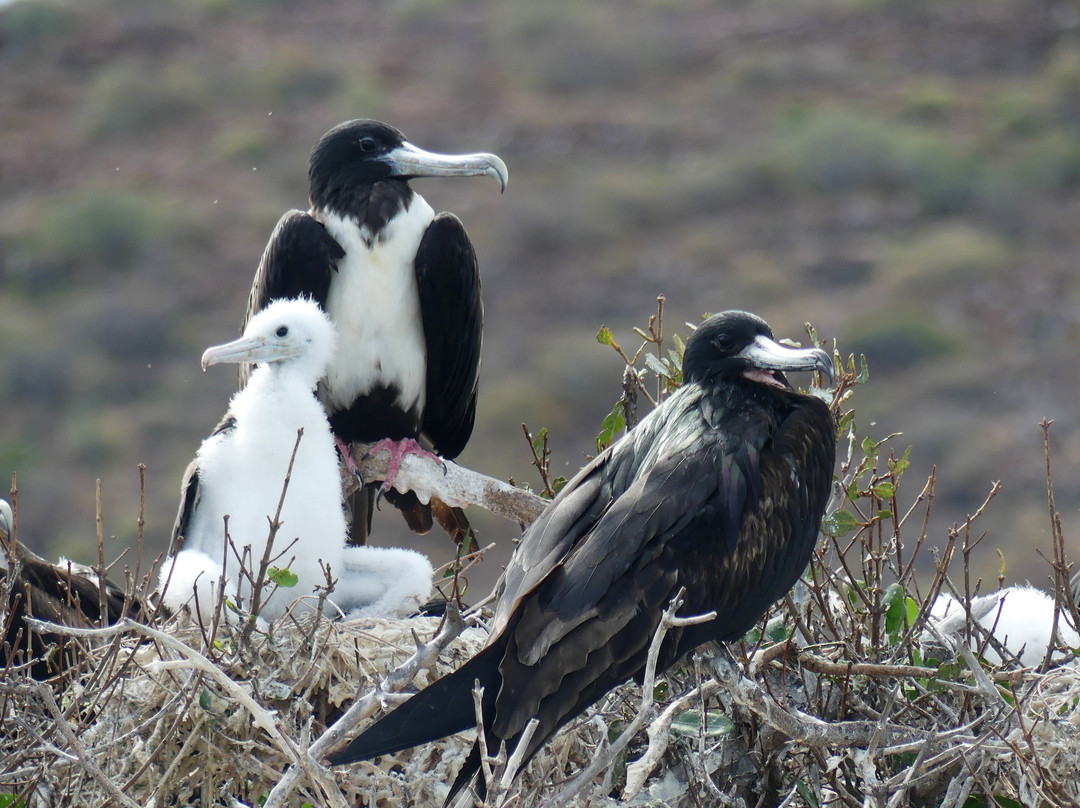 El Duque Adventures-拉巴斯必去景点