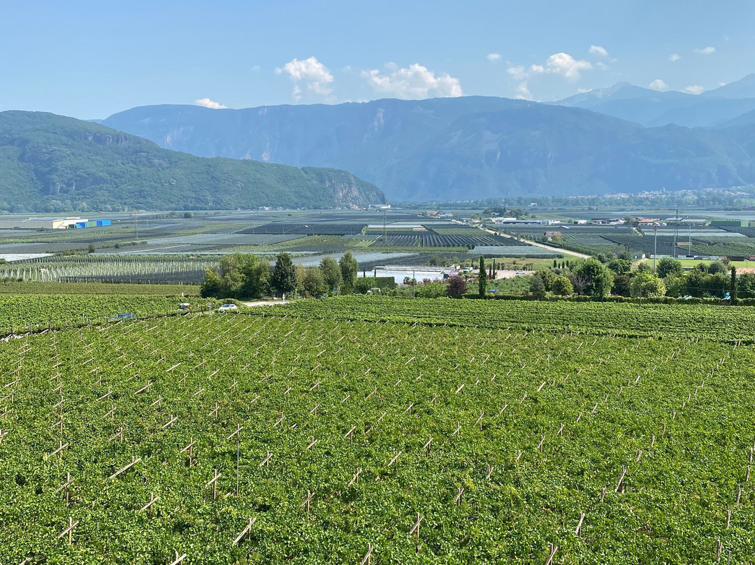 Cantina Tramin景点图片
