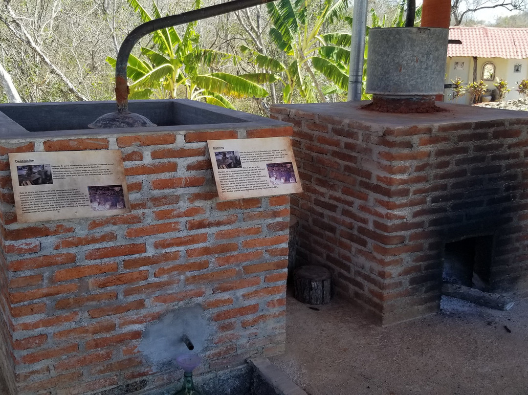 Agave Fields-瓦图尔科必去景点