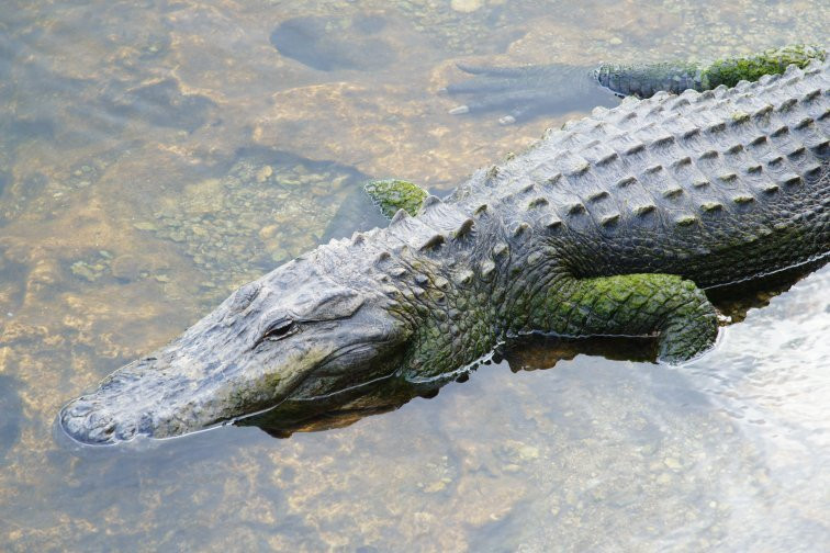 Big Cypress Oasis Visitor Center-奥乔皮必去景点