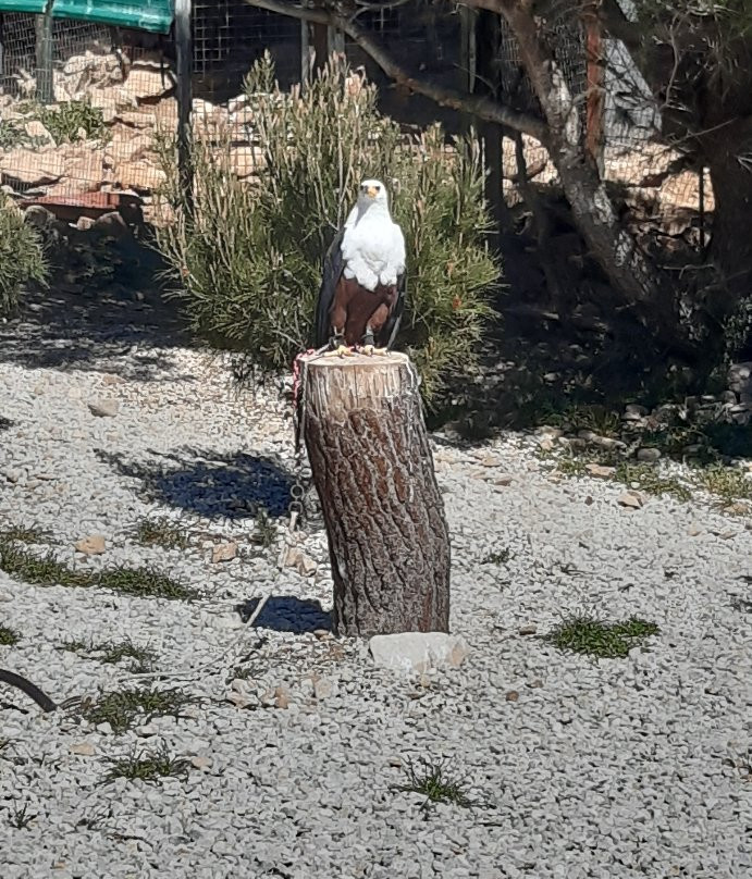 Garden of Eagles (Jardin de Las Aguilas)景点图片