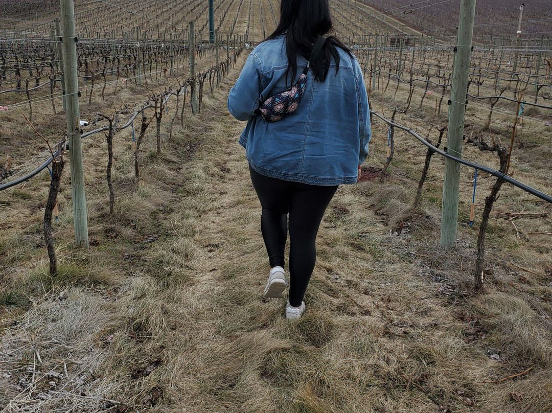 vinAmite Winery and Wine Lounge景点图片