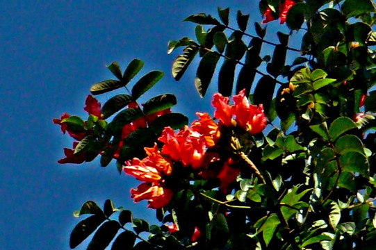 Jardin Botanico Nacional-哈瓦那必去景点