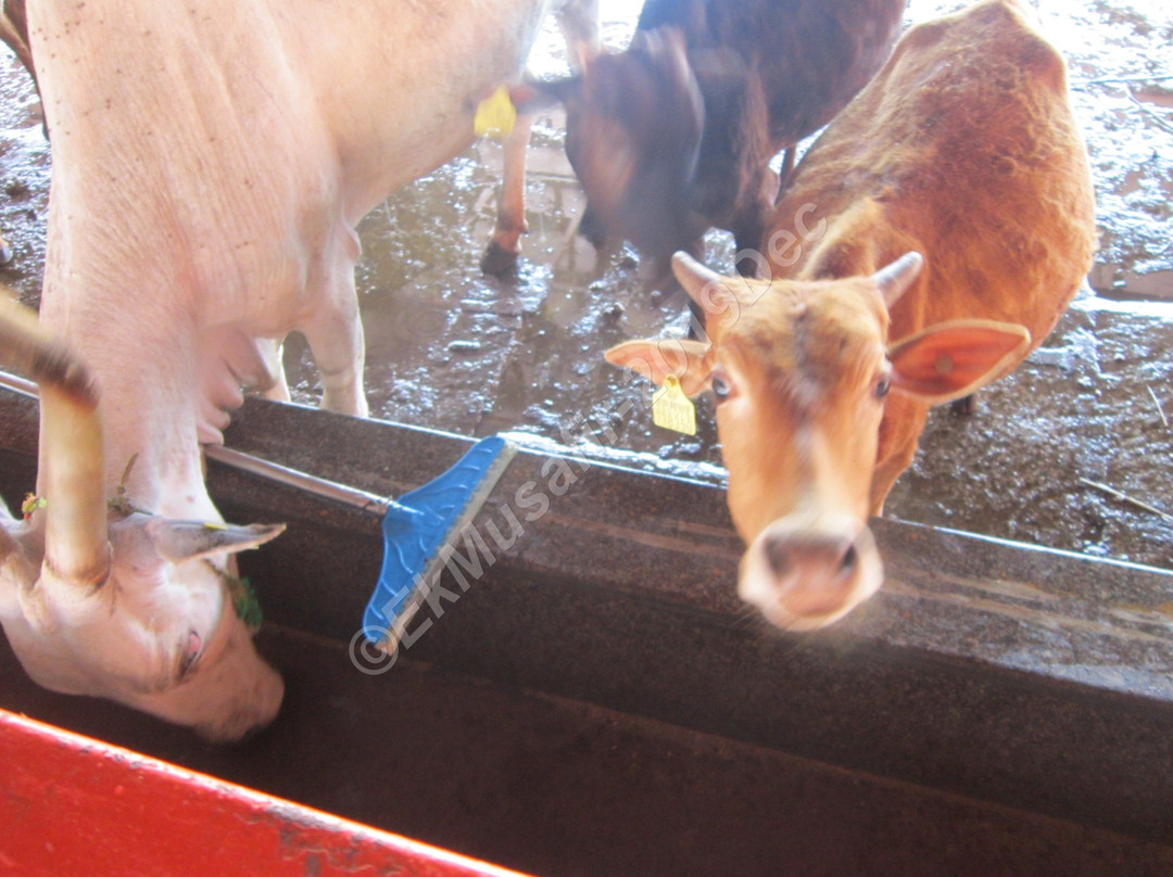 GouSwarga-Siddapur必去景点